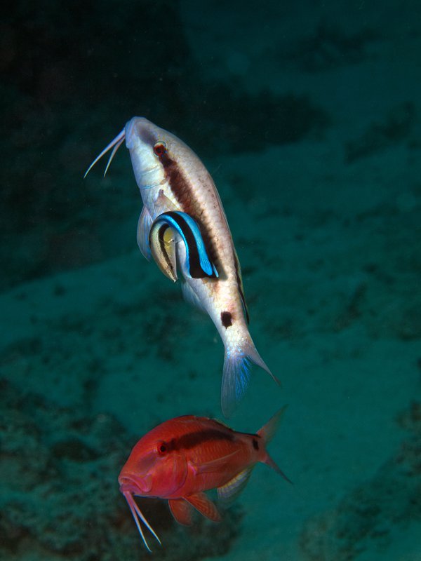Fish, House Reef, Cleaner Wrasse